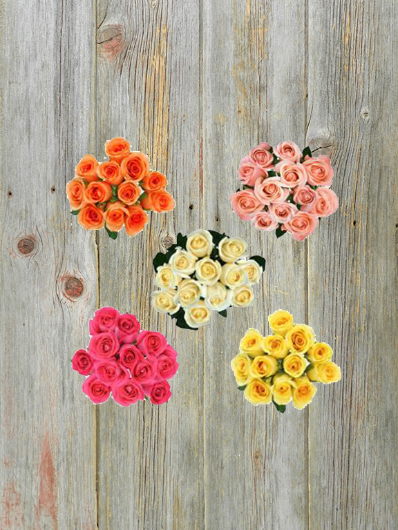 DOZEN COLOR ROSES (NO GYP, NO GREEN )   ASSORTED 